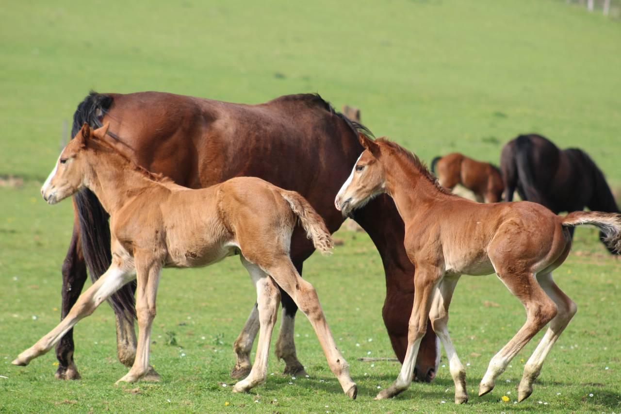 Veulen (ml) Selle Fran&ccedil;ais Te koop 2022 Bruin / Bai ,  jamiroquai lvd
