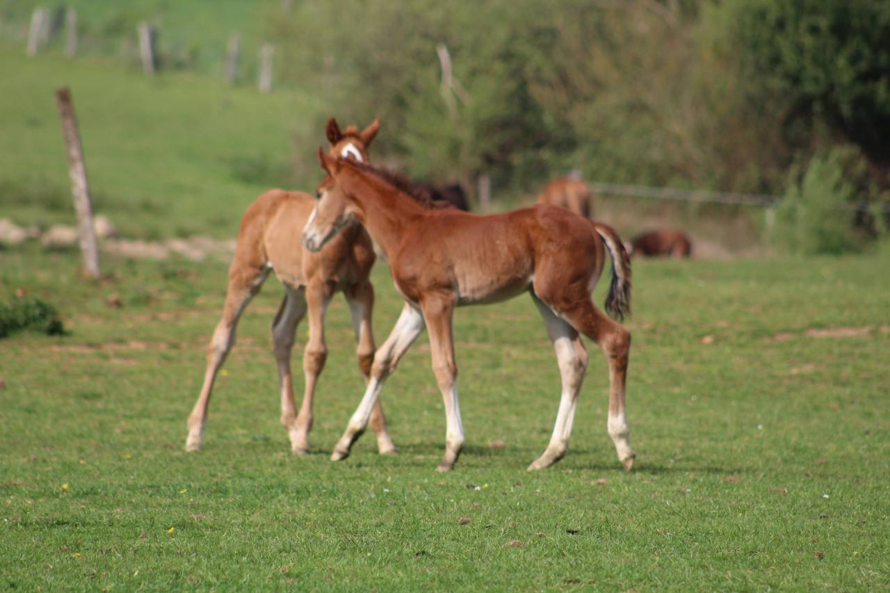 Veulen (ml) Selle Fran&ccedil;ais Te koop 2022 Bruin / Bai ,  jamiroquai lvd