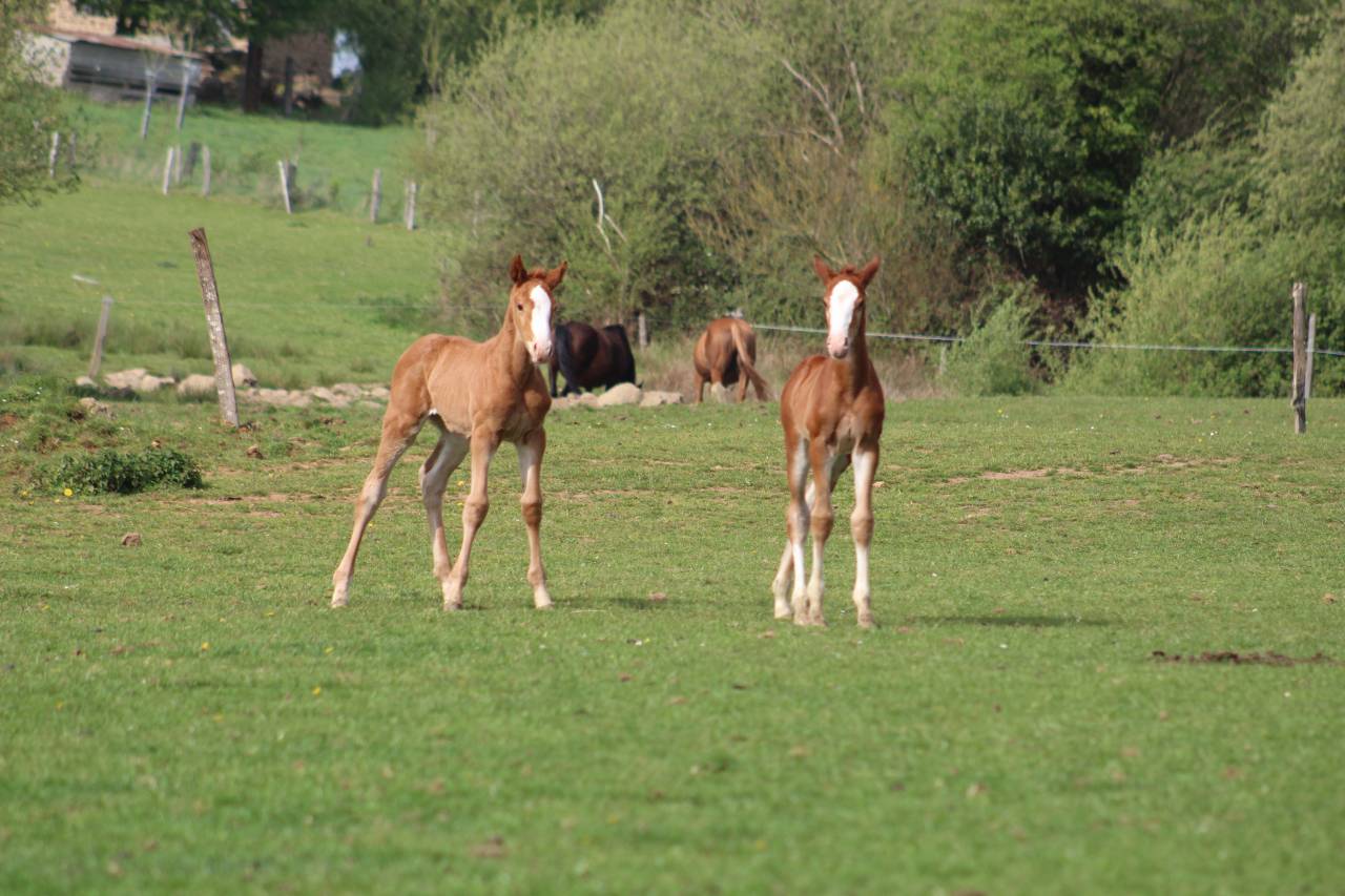 Veulen (ml) Selle Fran&ccedil;ais Te koop 2022 Bruin / Bai ,  jamiroquai lvd