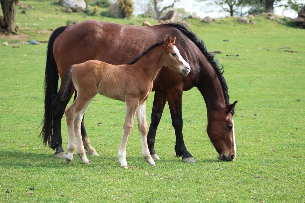 Veulen (ml) Selle Fran&ccedil;ais Te koop 2022 Bruin / Bai ,  jamiroquai lvd