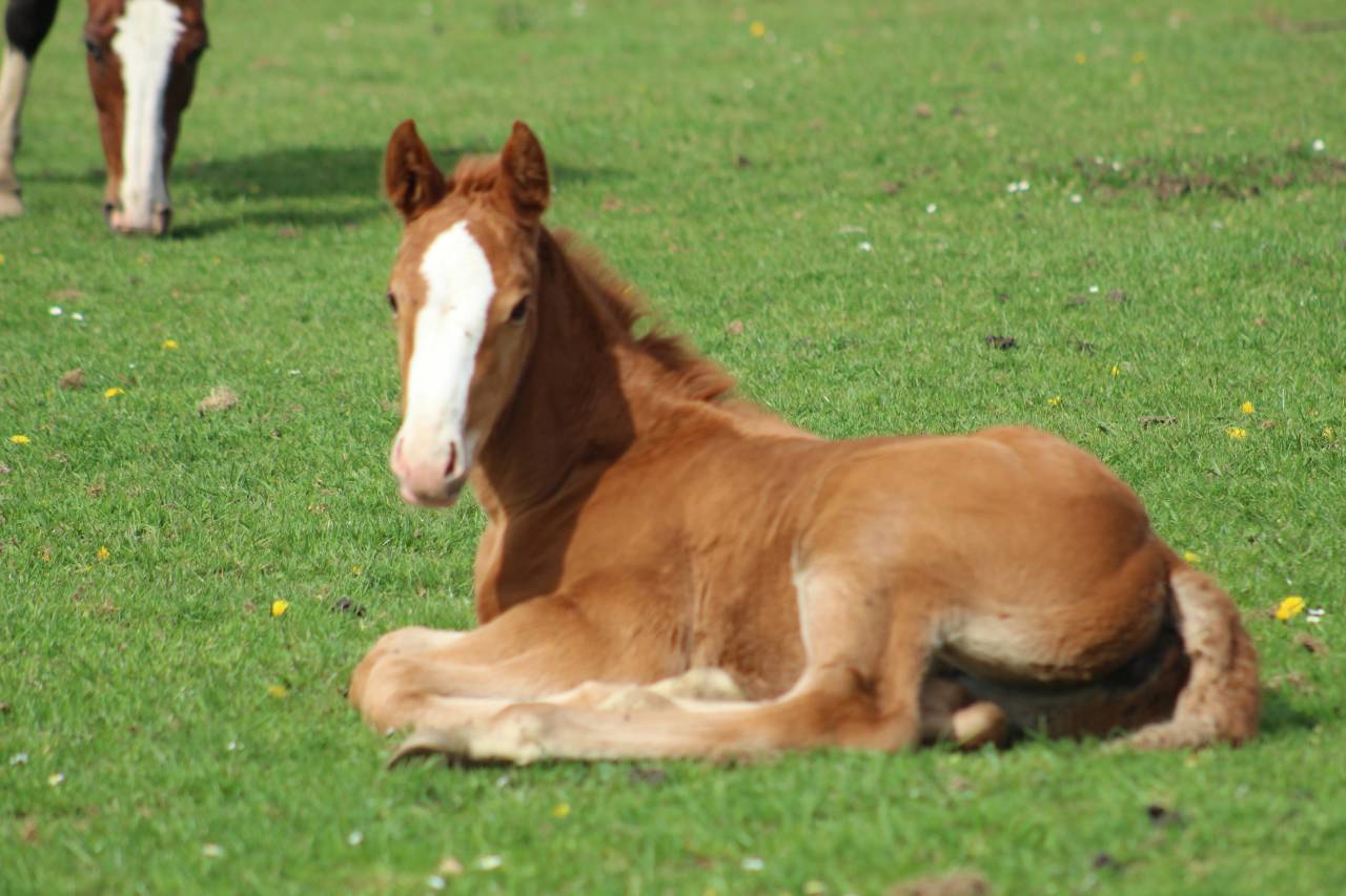 Veulen (ml) Selle Fran&ccedil;ais Te koop 2022 Bruin / Bai ,  jamiroquai lvd