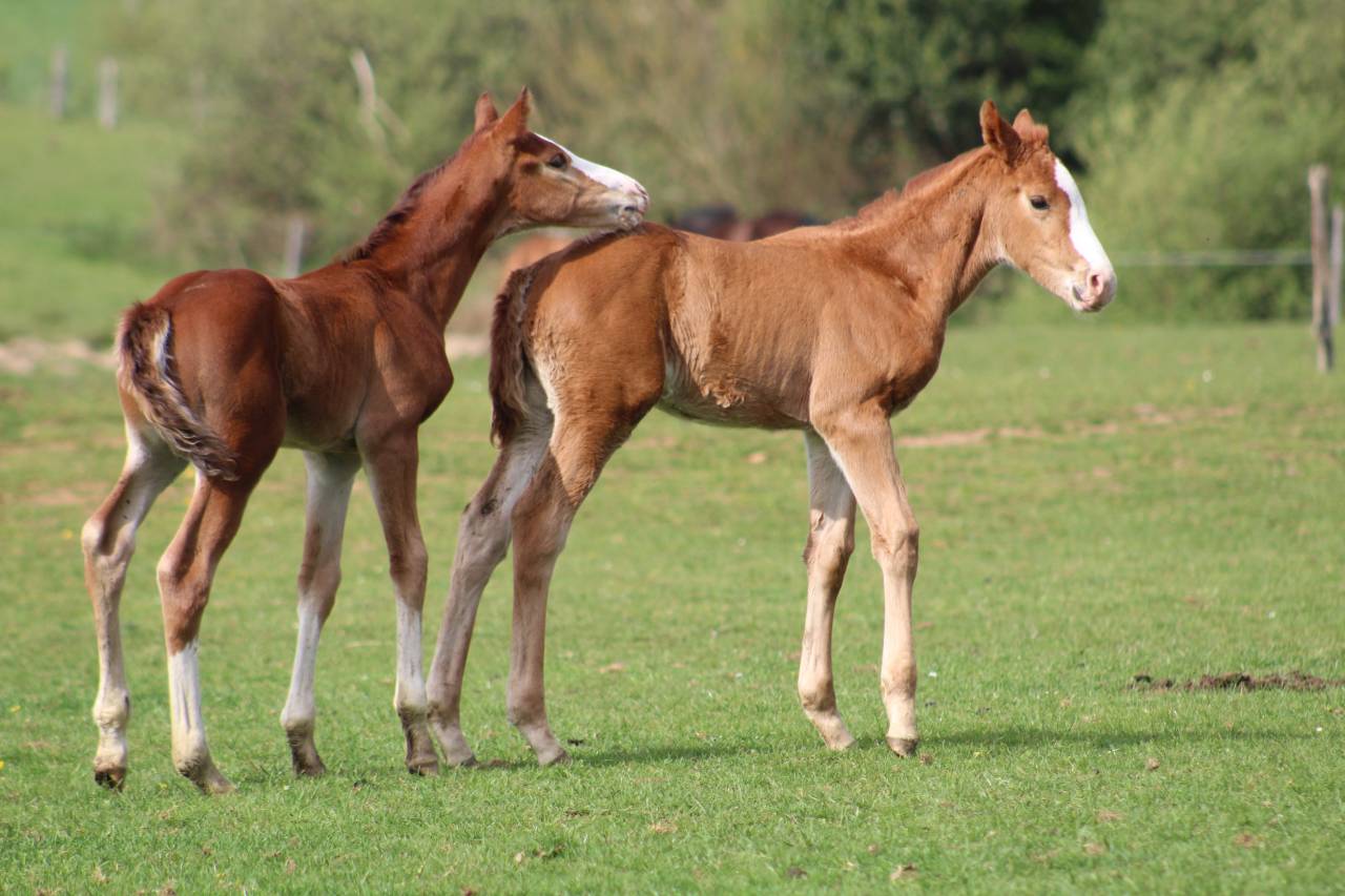 Veulen (ml) Selle Fran&ccedil;ais Te koop 2022 Bruin / Bai ,  jamiroquai lvd