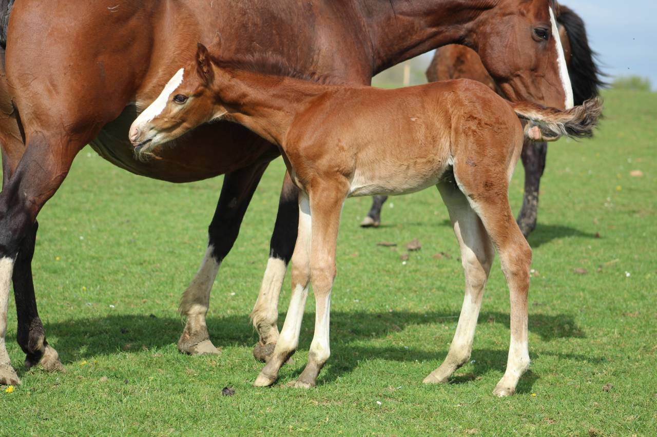 Veulen (ml) Selle Fran&ccedil;ais Te koop 2022 Bruin / Bai ,  jamiroquai lvd