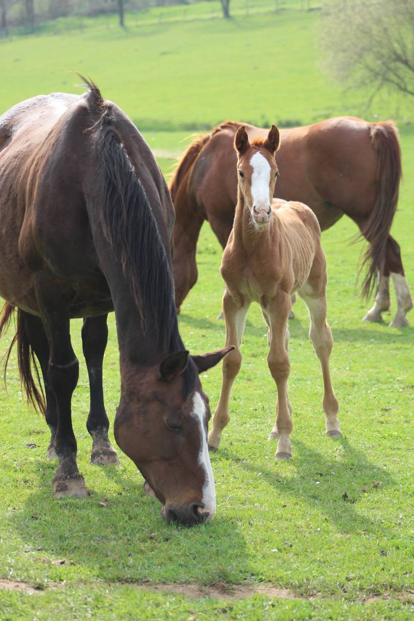 Veulen (ml) Selle Fran&ccedil;ais Te koop 2022 Bruin / Bai ,  jamiroquai lvd