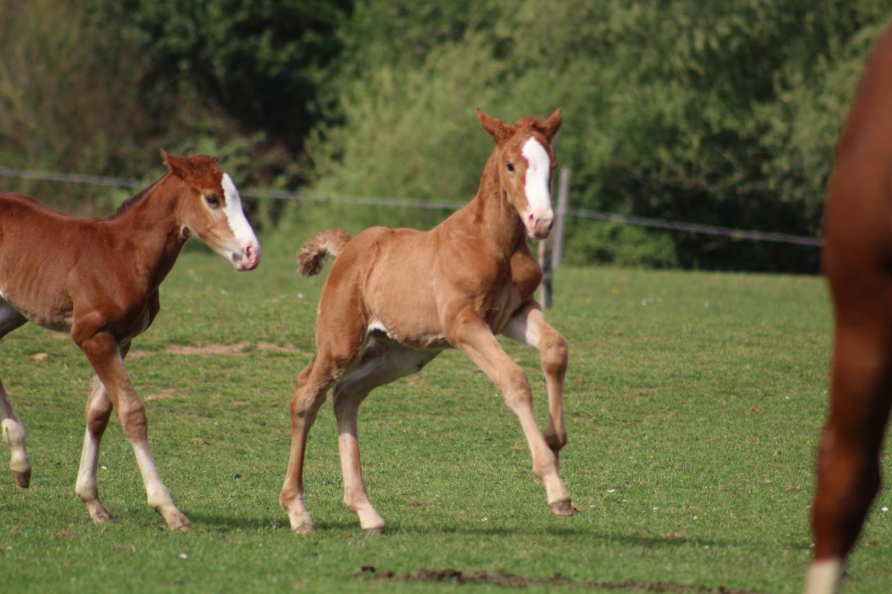 Veulen (ml) Selle Fran&ccedil;ais Te koop 2022 Bruin / Bai ,  jamiroquai lvd