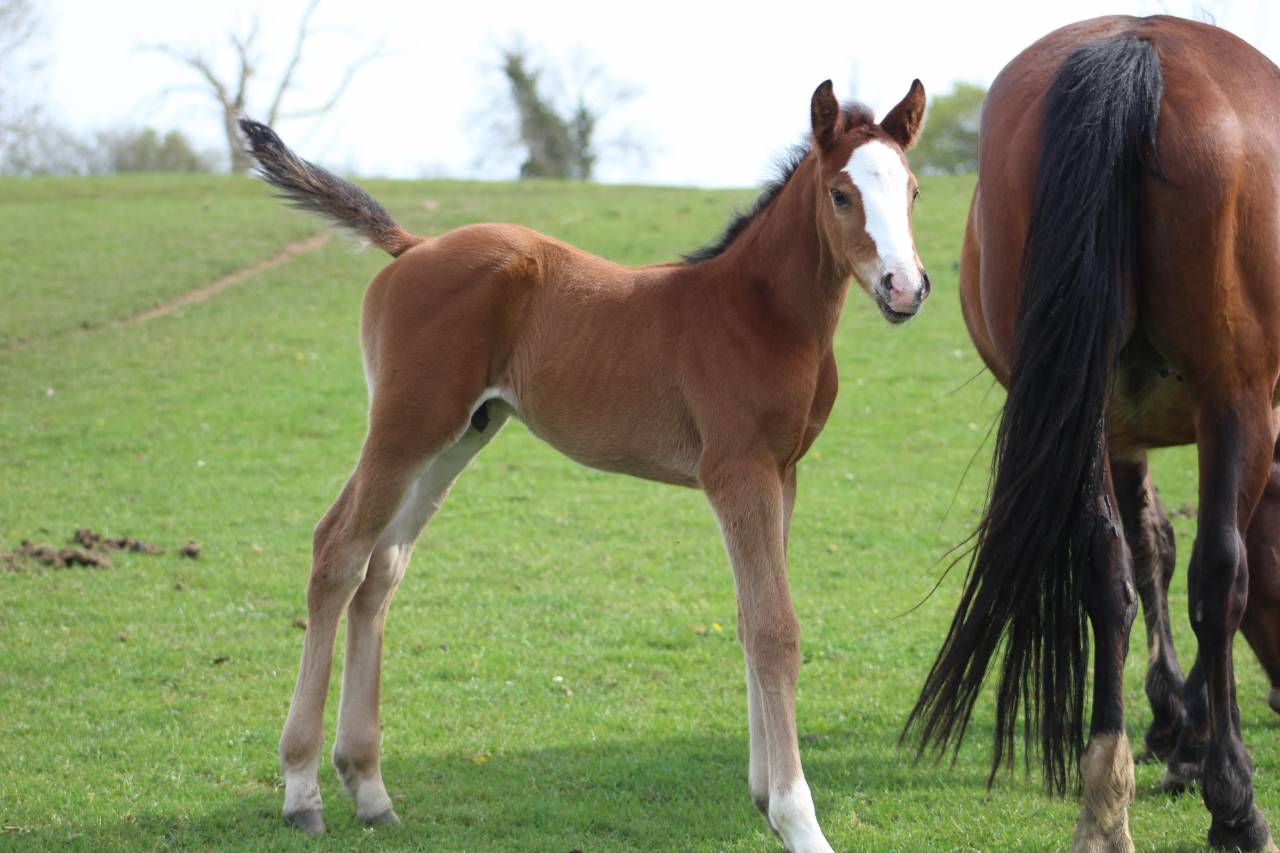 Veulen (ml) Selle Fran&ccedil;ais Te koop 2022 Bruin / Bai ,  jamiroquai lvd