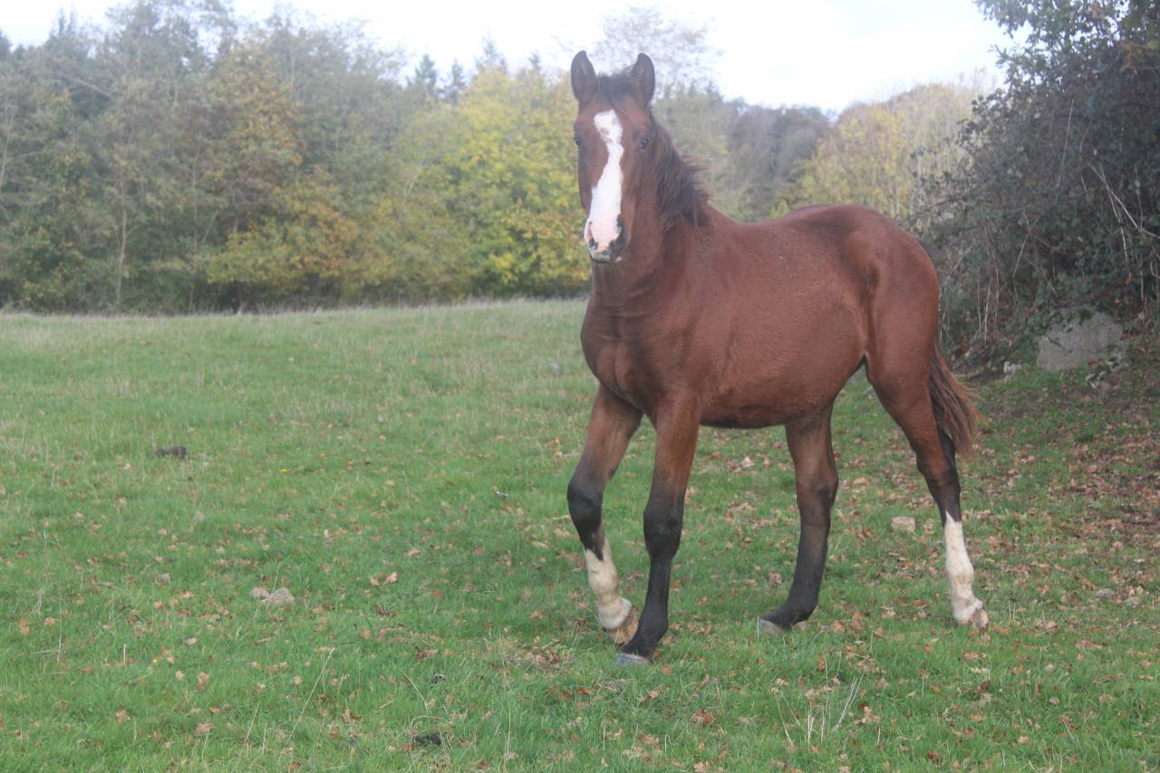 Veulen (ml) Selle Fran&ccedil;ais Te koop 2022 Bruin / Bai ,  jamiroquai lvd