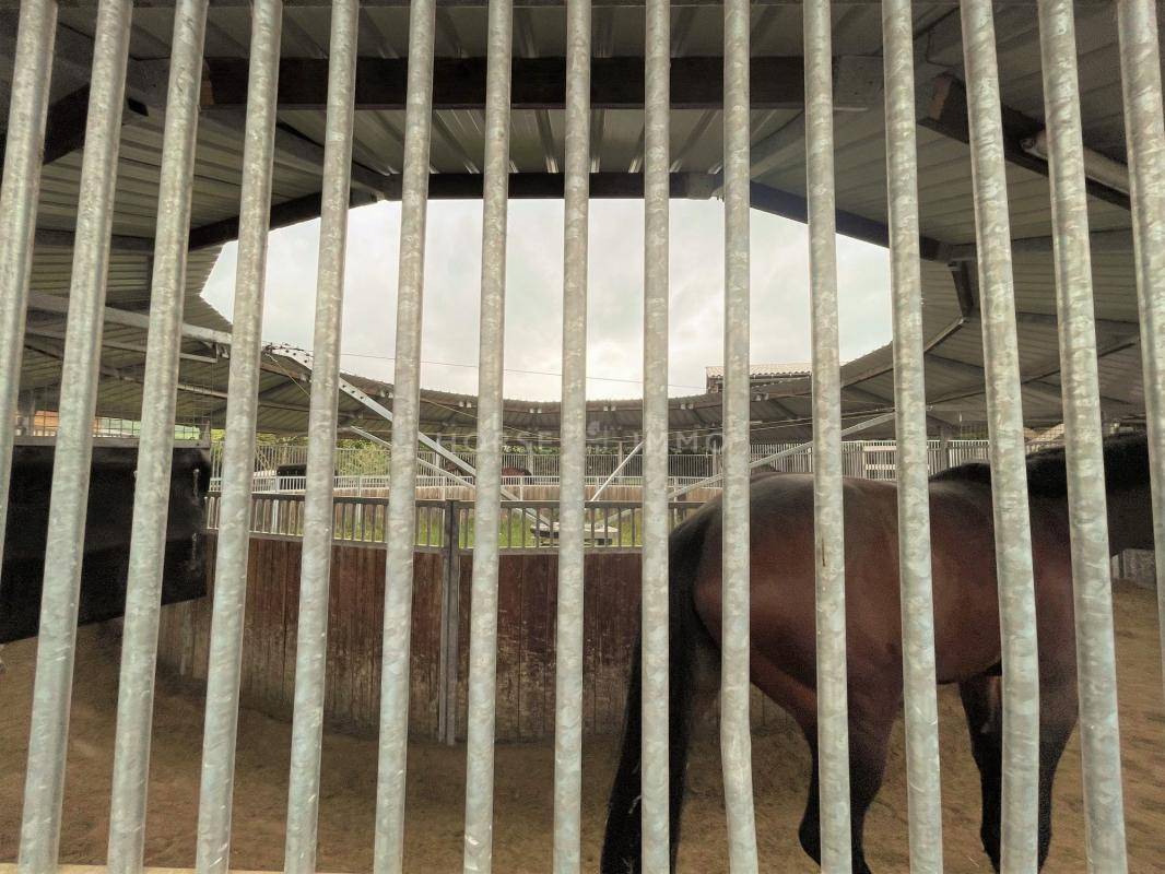 Stoeterij Koop Yonne