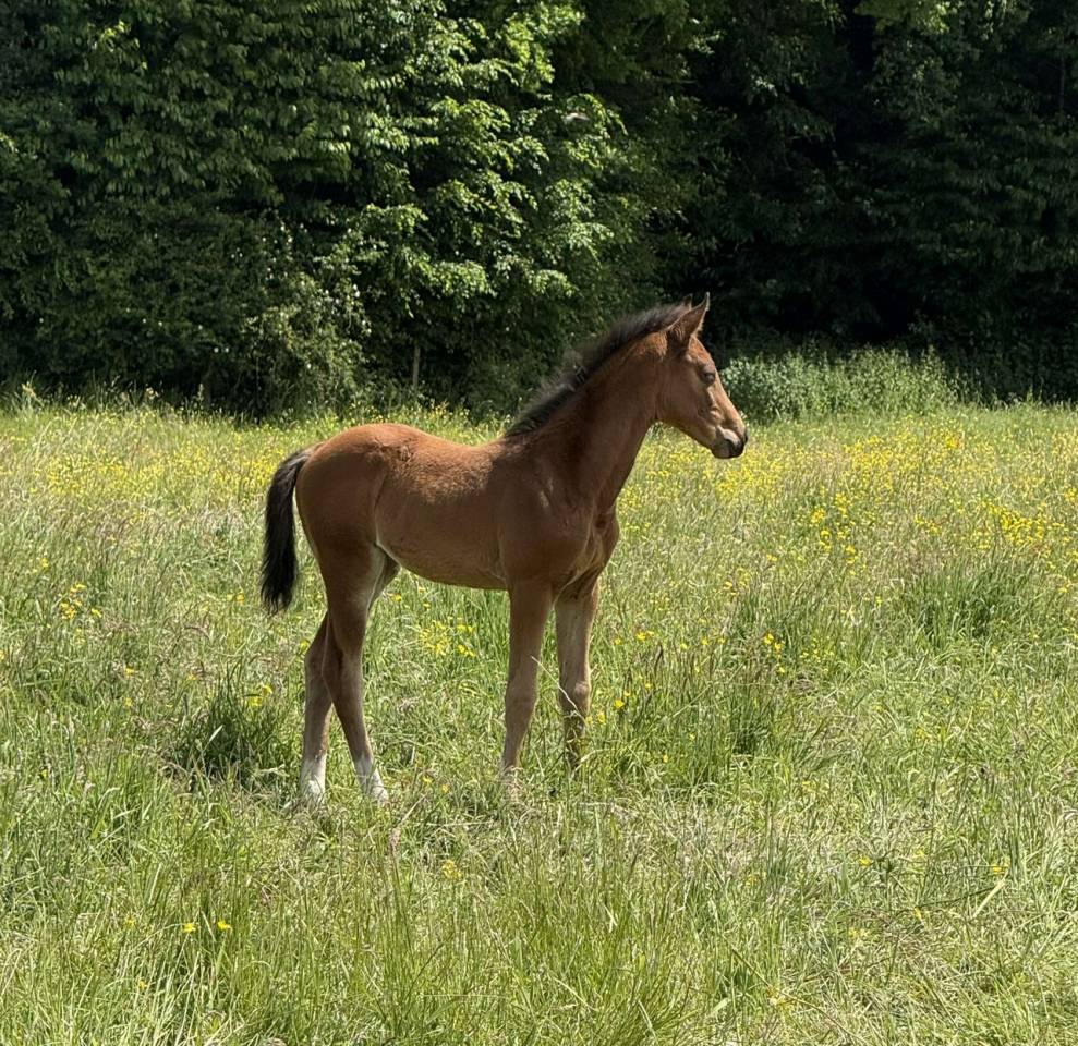 Veulen (vr) Selle Français Te koop 2025 Donker bruin / bai ,  Conte Bellini