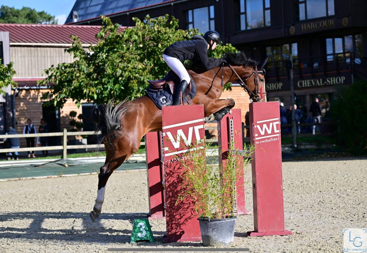 Veulen (vr) Selle Français Te koop 2025 Donker bruin / bai ,  Conte Bellini