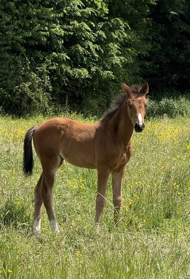 Veulen (vr) Selle Français Te koop 2025 Donker bruin / bai ,  Conte Bellini