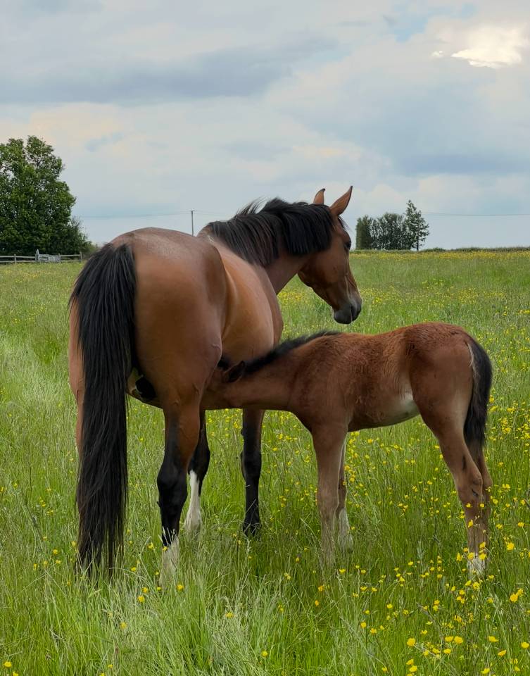 Veulen (vr) Selle Français Te koop 2025 Donker bruin / bai ,  Conte Bellini