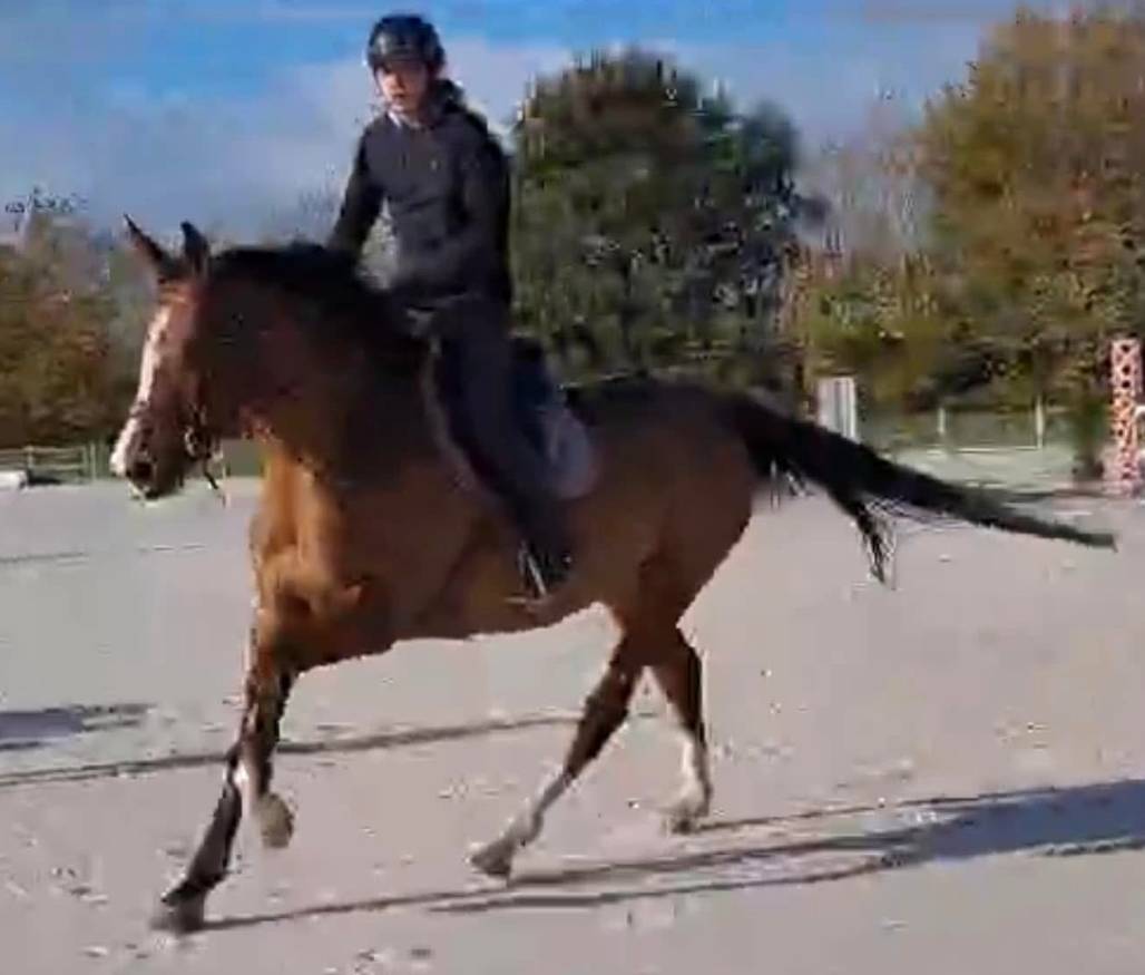 Veulen (vr) Selle Français Te koop 2025 Donker bruin / bai ,  Conte Bellini