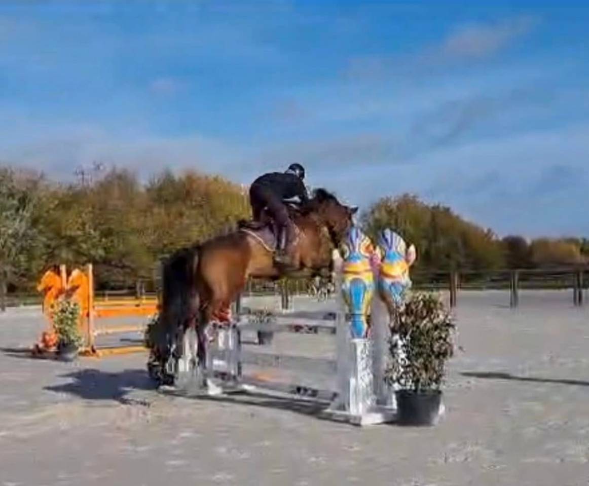 Veulen (vr) Selle Français Te koop 2025 Donker bruin / bai ,  Conte Bellini