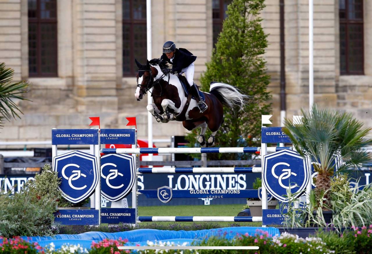 Veulen (vr) Selle Français Te koop 2025 Donker bruin / bai ,  Conte Bellini