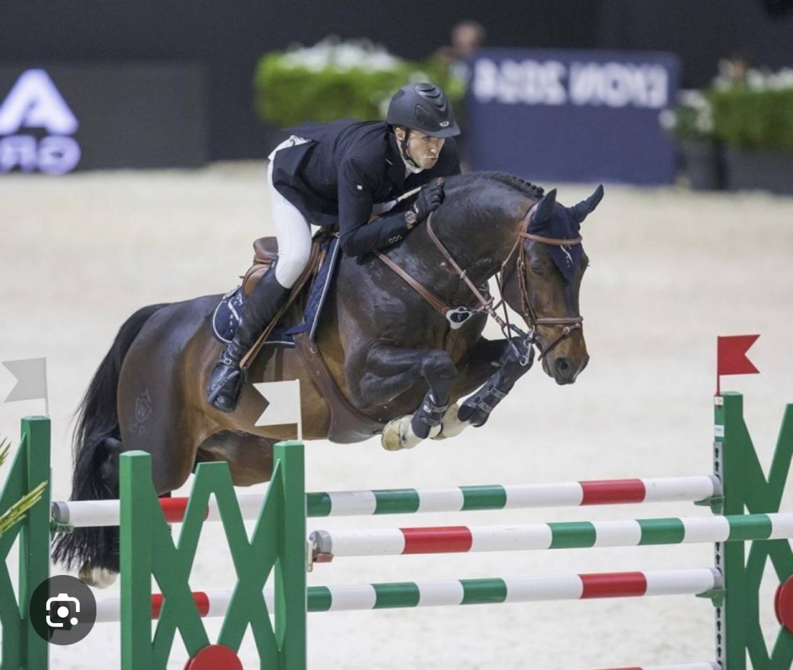 Veulen (vr) Selle Français Te koop 2025 Donker bruin / bai ,  Conte Bellini