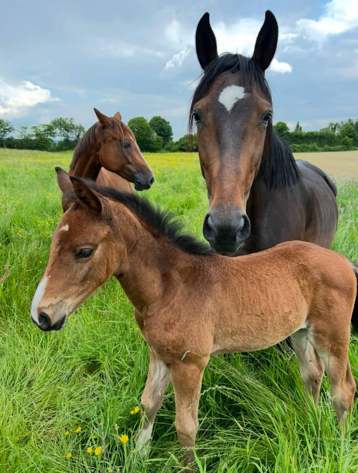 Veulen (vr) Selle Français Te koop 2025 Donker bruin / bai ,  Conte Bellini
