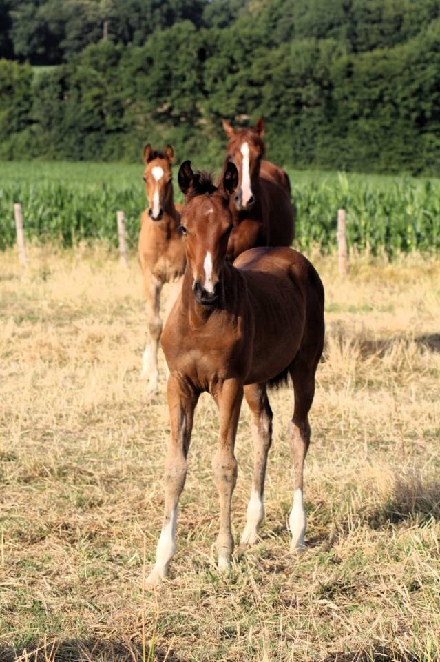 Veulen (vr) Selle Français Te koop 2025 Donker bruin / bai ,  Conte Bellini