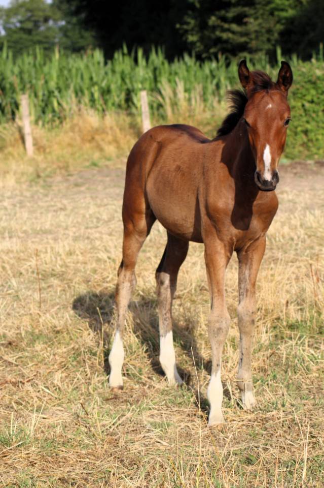 Veulen (vr) Selle Français Te koop 2025 Donker bruin / bai ,  Conte Bellini
