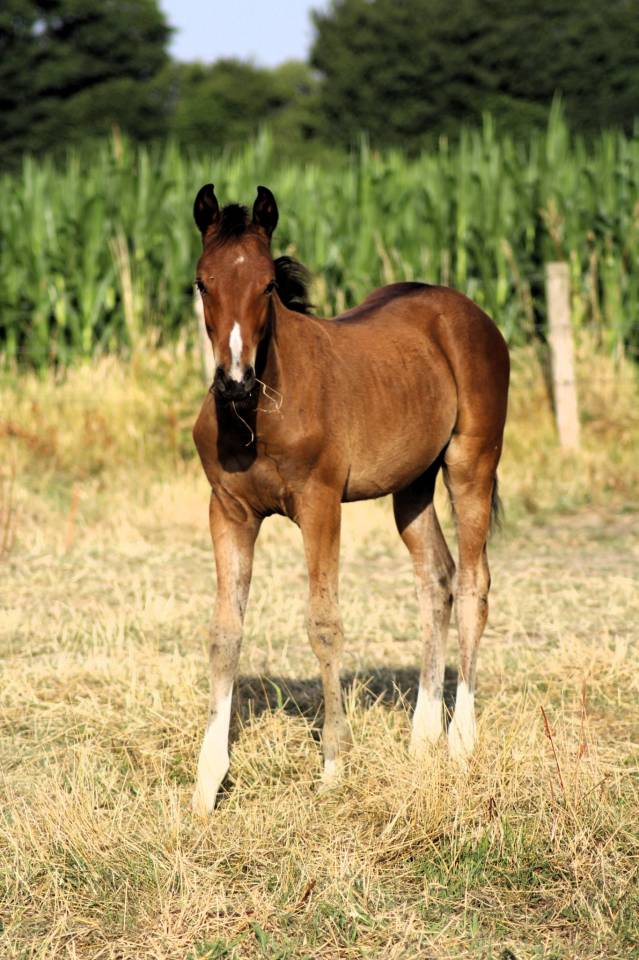 Veulen (vr) Selle Français Te koop 2025 Donker bruin / bai ,  Conte Bellini