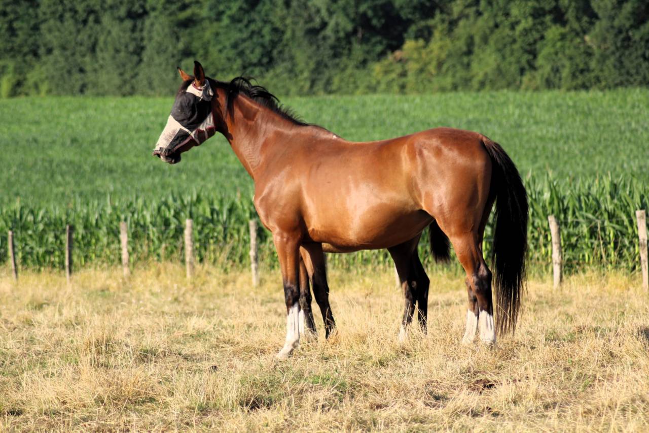 Veulen (vr) Selle Français Te koop 2025 Donker bruin / bai ,  Conte Bellini