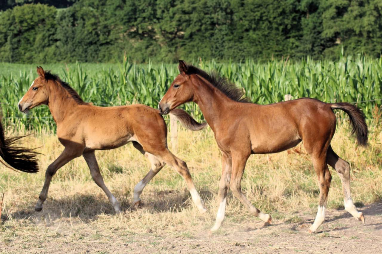 Veulen (vr) Selle Français Te koop 2025 Donker bruin / bai ,  Conte Bellini