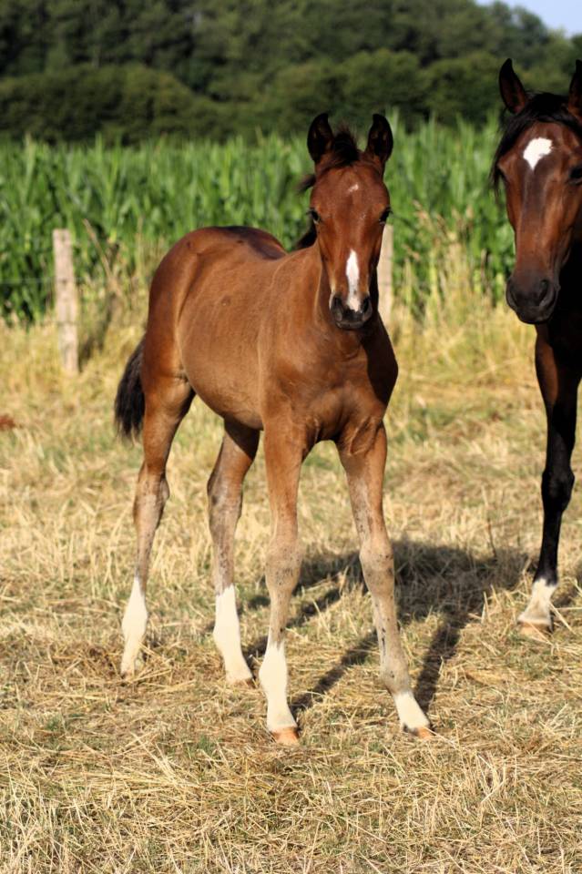 Veulen (vr) Selle Français Te koop 2025 Donker bruin / bai ,  Conte Bellini
