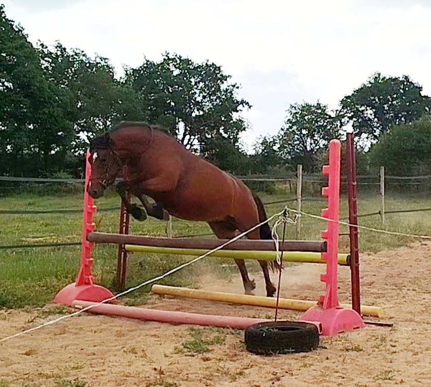 Veulen (vr) Connemara Te koop 2020 Donker bruin / bai ,  TITUS DE LIAF