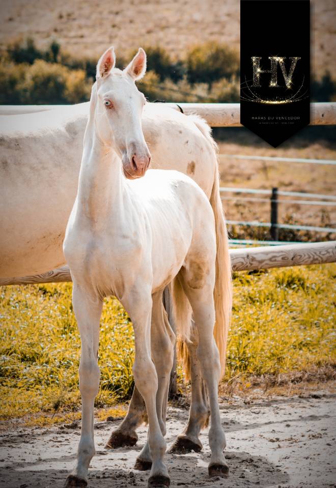 Veulen (ml) Lusitano Te koop 2025 Crème ,  Ouro JLC