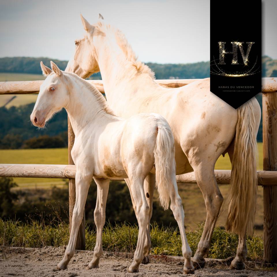 Veulen (ml) Lusitano Te koop 2025 Crème ,  Ouro JLC