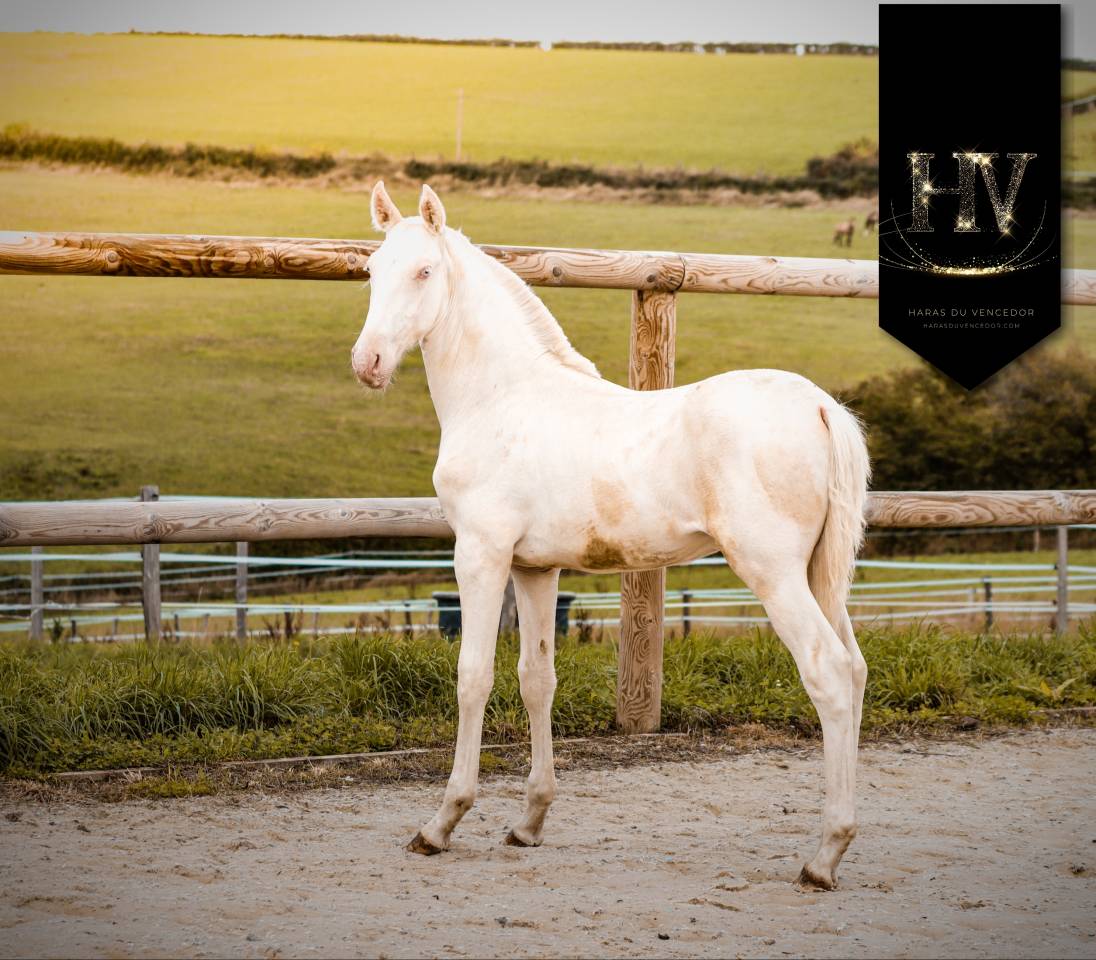 Veulen (ml) Lusitano Te koop 2025 Crème ,  Ouro JLC