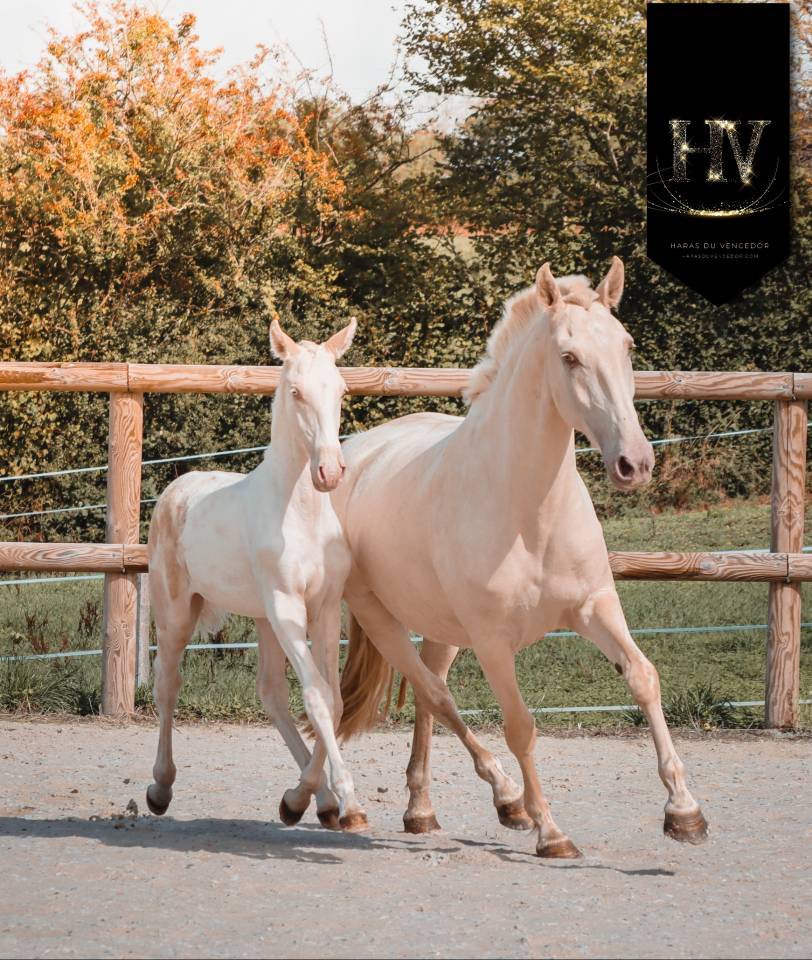 Veulen (ml) Lusitano Te koop 2025 Crème ,  Ouro JLC