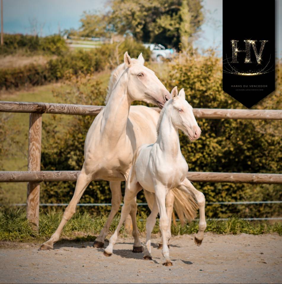 Veulen (ml) Lusitano Te koop 2025 Crème ,  Ouro JLC