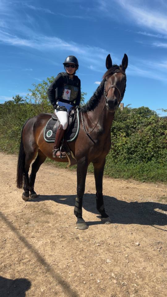 Merrie Zangersheide Te koop 2018 Donker bruin / bai ,  Félix de tal