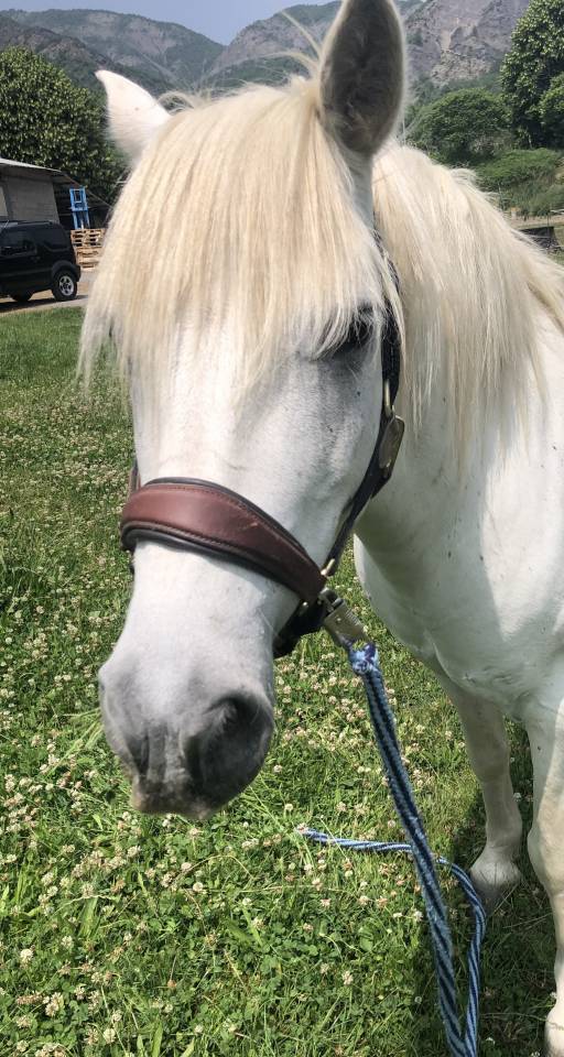 Ruin Camargue Te koop 2010 Wit ,  Marquis de Saint Martin