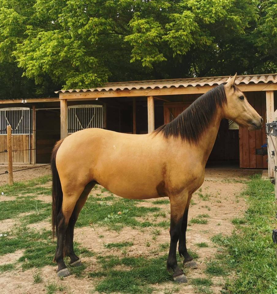 Merrie AES Anglo European Studbook Te koop 2018 Isabel