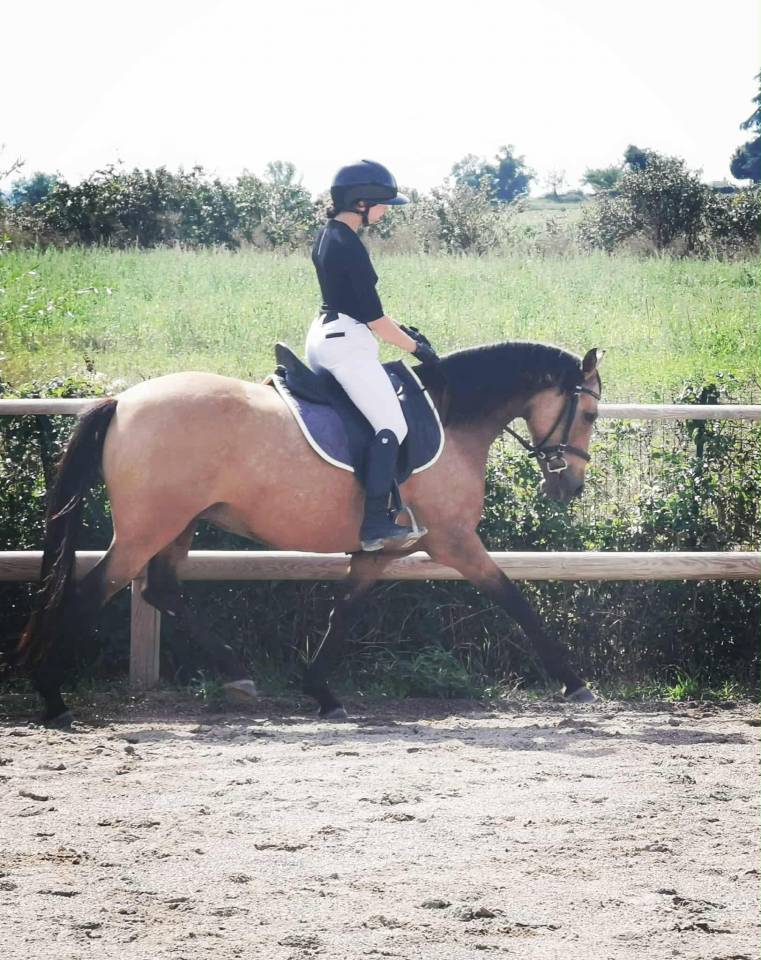 Merrie AES Anglo European Studbook Te koop 2018 Isabel