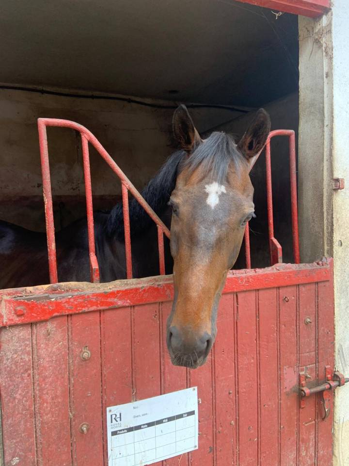 Ruin Volbloed Te koop 2015 Bruin / Bai