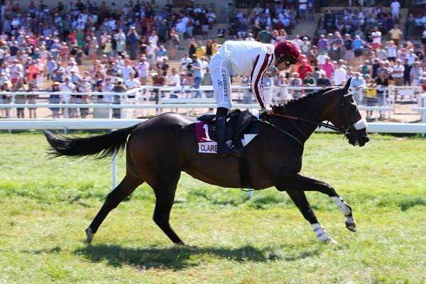 Ruin Volbloed Te koop 2015 Bruin / Bai