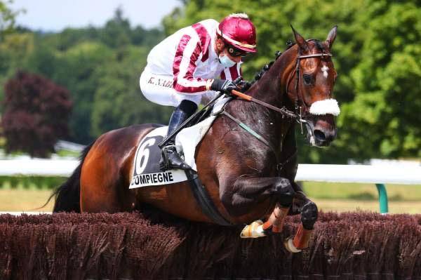 Ruin Volbloed Te koop 2015 Bruin / Bai