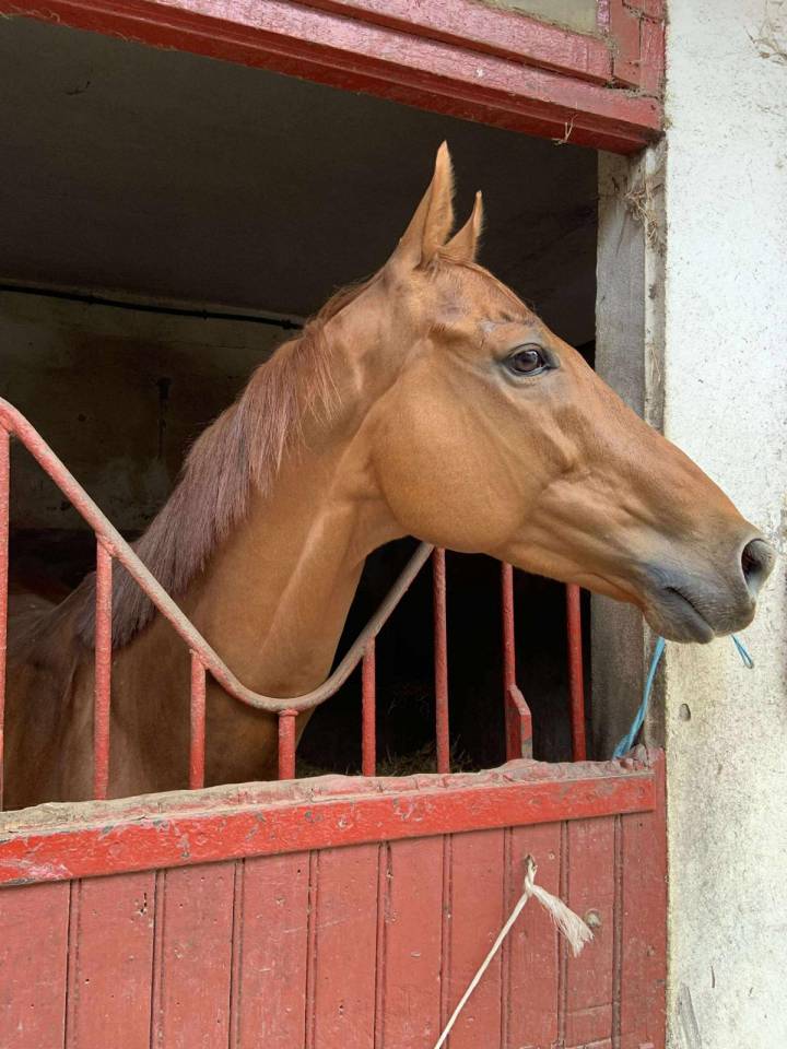 Ruin Volbloed Te koop 2015 Donker bruin / bai