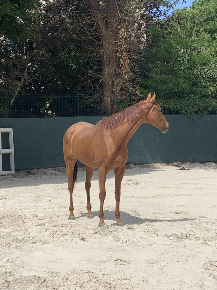 Ruin Volbloed Te koop 2015 Donker bruin / bai