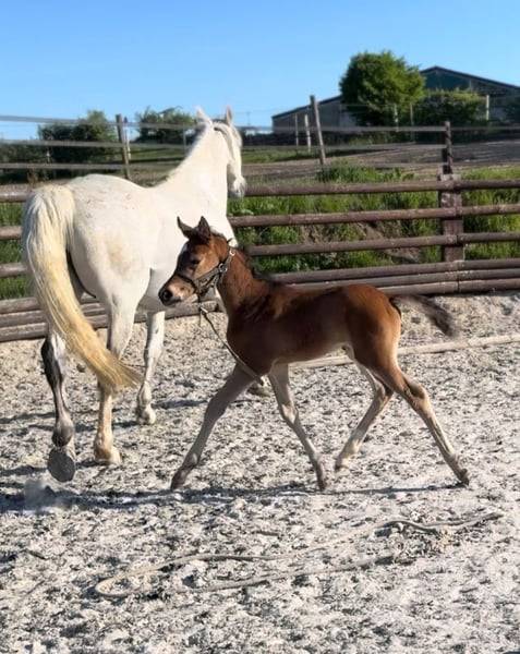 Merrie Zangersheide Te koop 2025 Donker bruin / bai ,  COMILFO PLUS Z