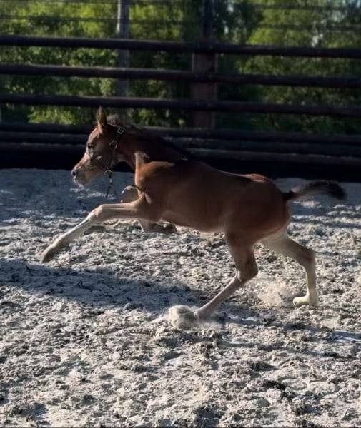 Merrie Zangersheide Te koop 2025 Donker bruin / bai ,  COMILFO PLUS Z