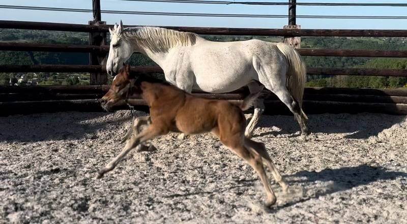 Merrie Zangersheide Te koop 2025 Donker bruin / bai ,  COMILFO PLUS Z