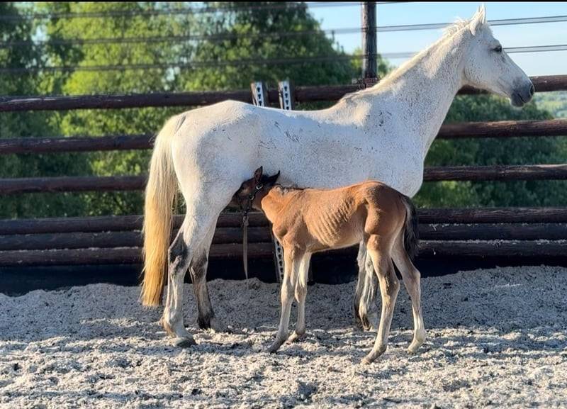 Merrie Zangersheide Te koop 2025 Donker bruin / bai ,  COMILFO PLUS Z