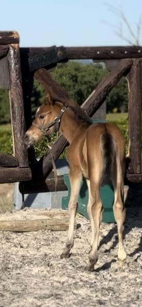 Merrie Zangersheide Te koop 2025 Donker bruin / bai ,  COMILFO PLUS Z