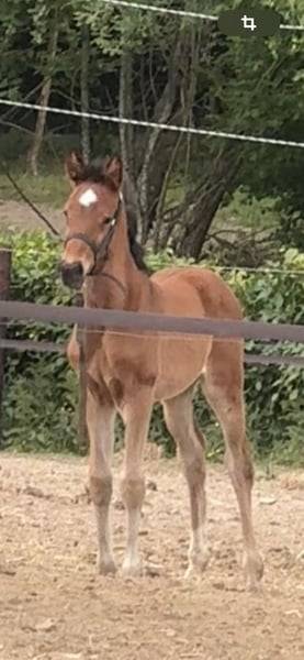 Merrie Zangersheide Te koop 2025 Donker bruin / bai ,  COMILFO PLUS Z