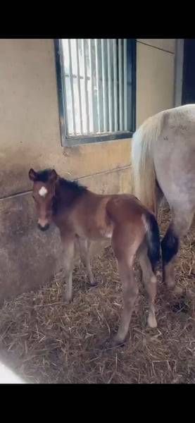 Merrie Zangersheide Te koop 2025 Donker bruin / bai ,  COMILFO PLUS Z