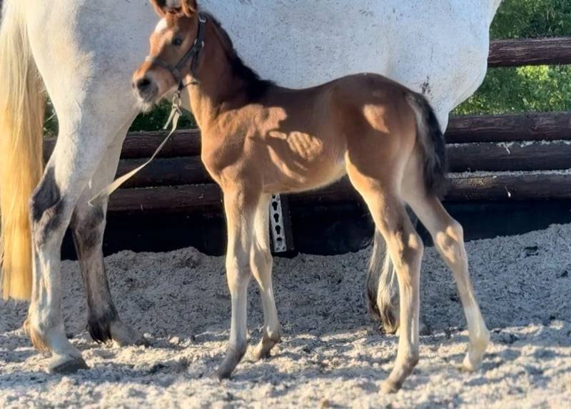 Merrie Zangersheide Te koop 2025 Donker bruin / bai ,  COMILFO PLUS Z